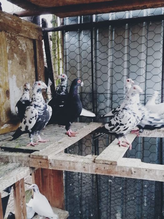 Vând porumbei mai multe rase