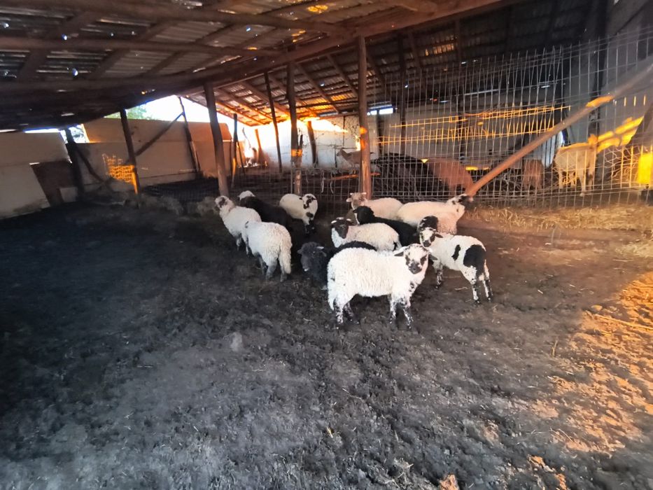 Miei si iezi sunt crescuti natural