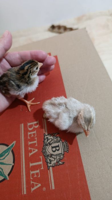 Цыплята Цесарки суточные