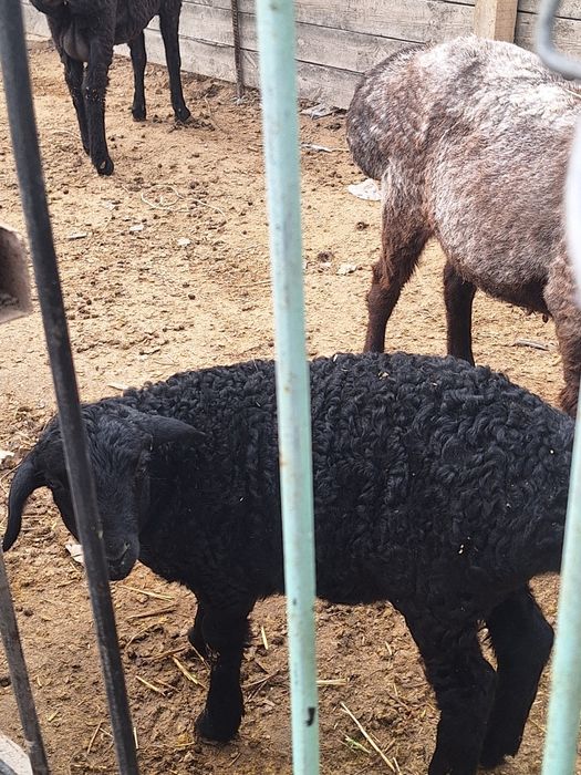 Срочно Кой,козысымен сатылады