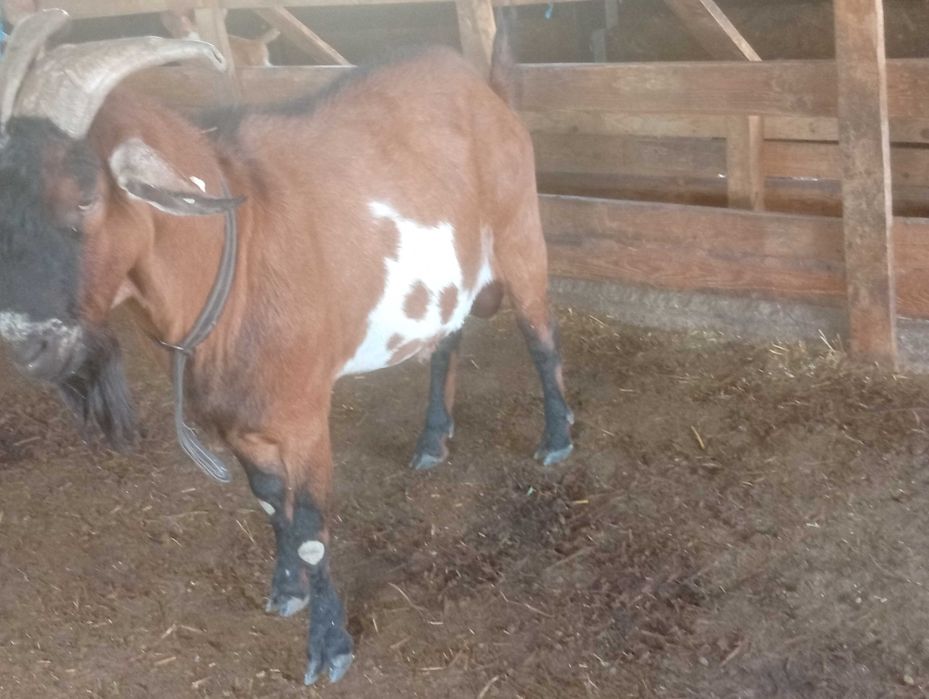 Vând țap metis de anglo cu alpin