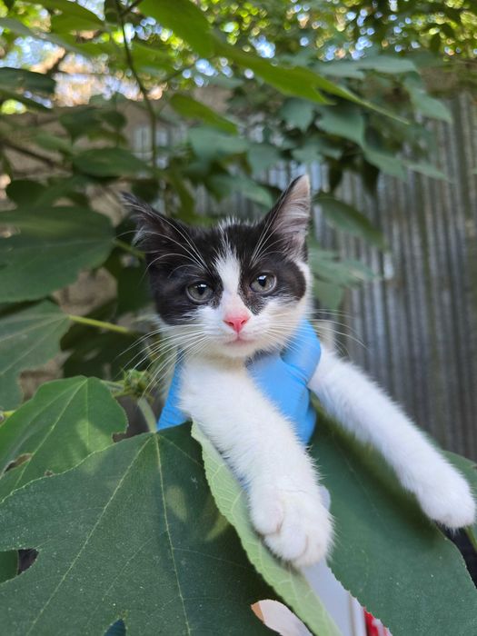 Котята ищут семьи!