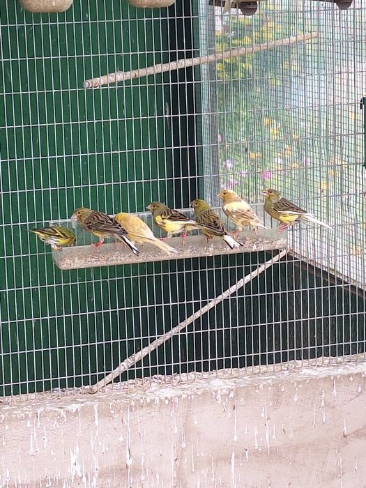 Canari timbrado Spaniol