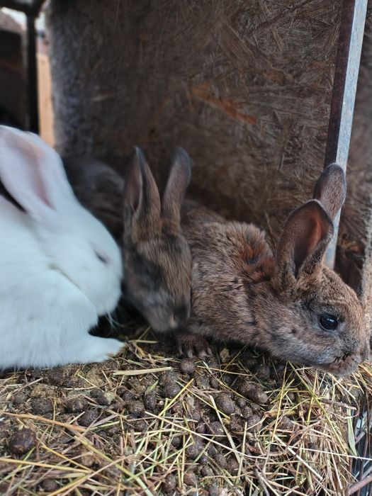 Vând iepurasi uriaș germani