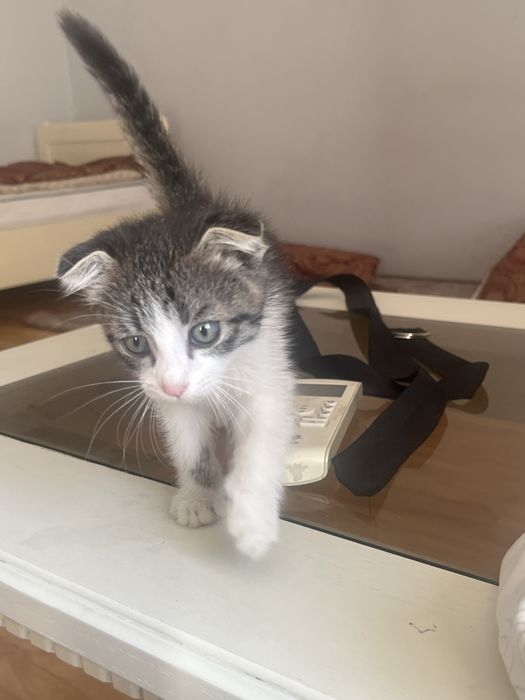 Котёнок 2 месяца