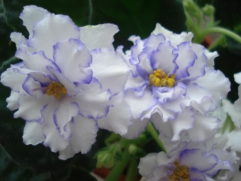 Лист фиалки 350тг