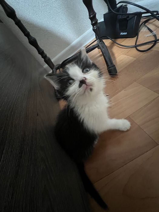 Котенок в добрые руки