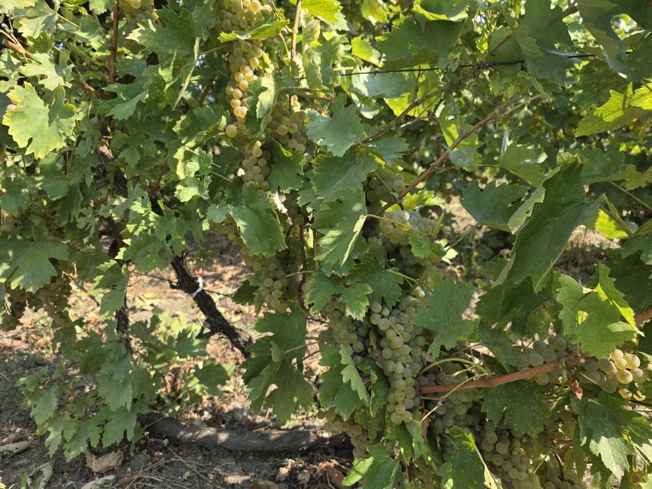 Struguri  Albi de vin