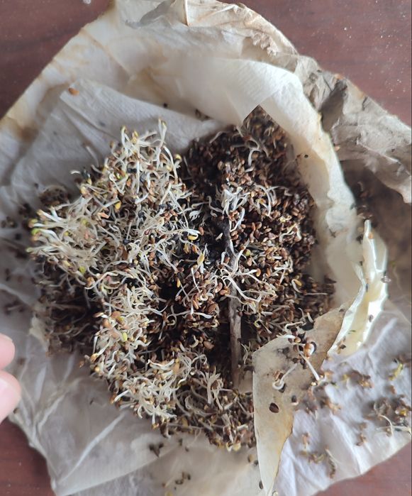 Семена люцерны сорт Семиречье местная