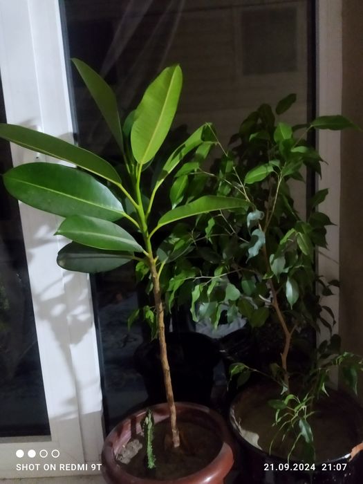 Цветы комнатные разные