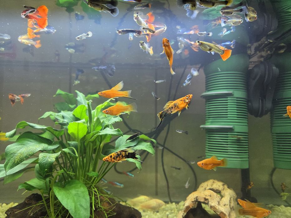 Pesti de acvariu (Xipho si guppy)