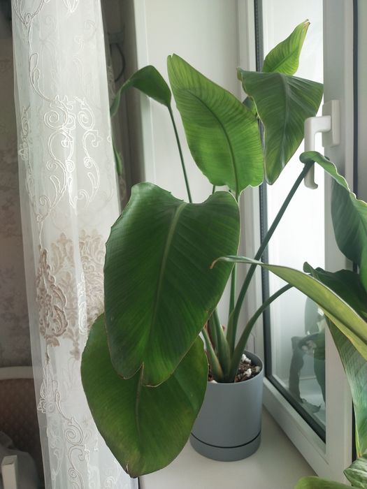 Цветок Стрелицы Николай