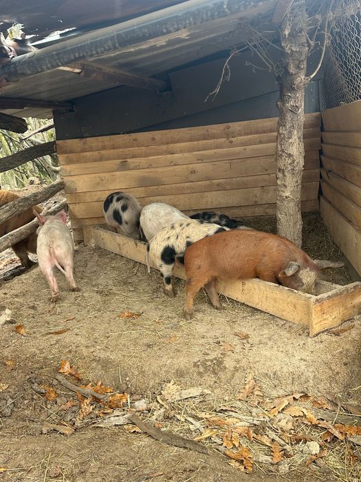 Продавам прасета