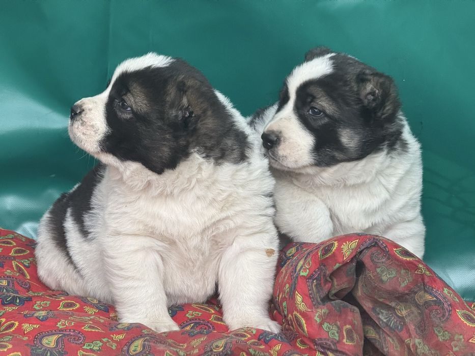 Төбет күшіктері сатылады