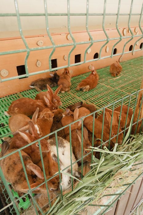Продам кроликов оптом и в розницу