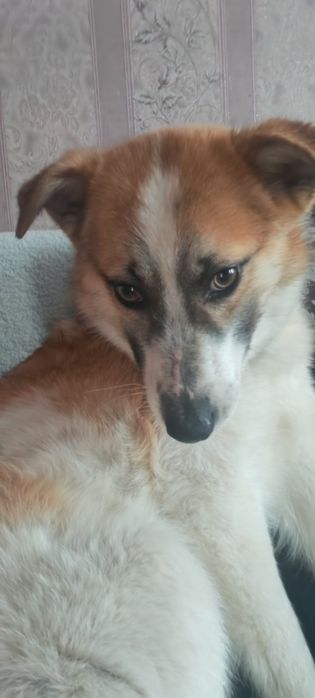 Пристраивается пёсель в хорошие руки.