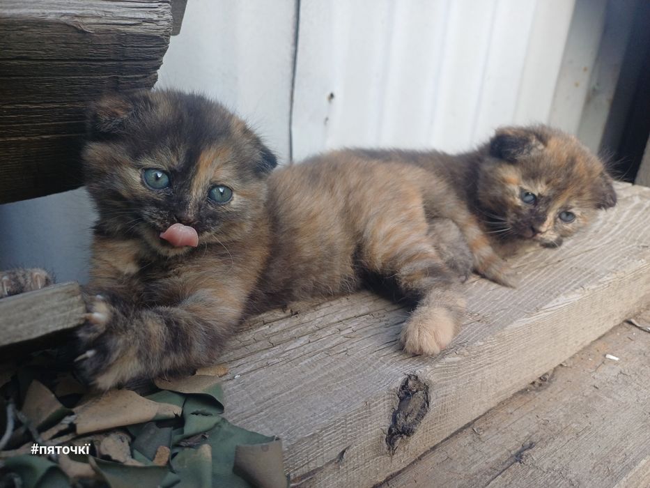 котята в добрые руки.