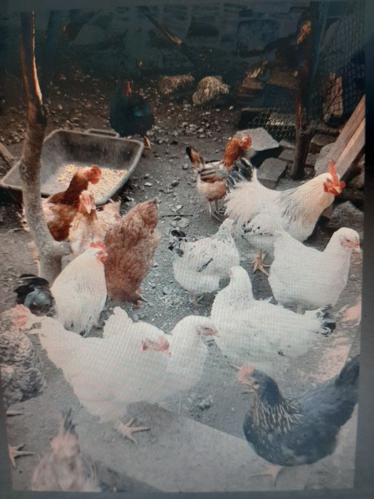 Pasari de curte da vanzare