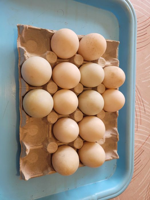 Oua rata melci indiene incubat