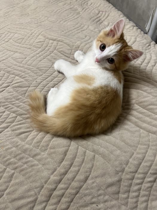 Отдадим котенка в добрые руки