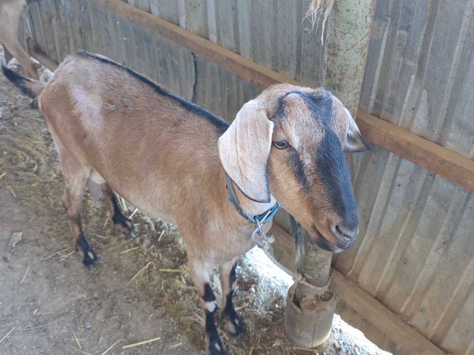 Ешкілер сатылады, 3 альпі, 1 нуб, 1 занен, бәрі бірге сатылады
