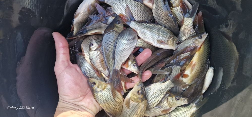 Crap puiet de vanzare vara 1 -2 din 1martie