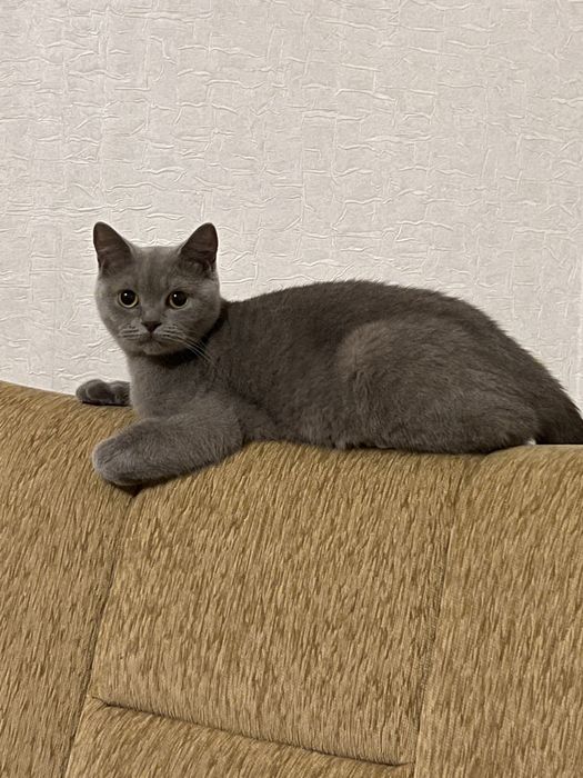 Кошка британка