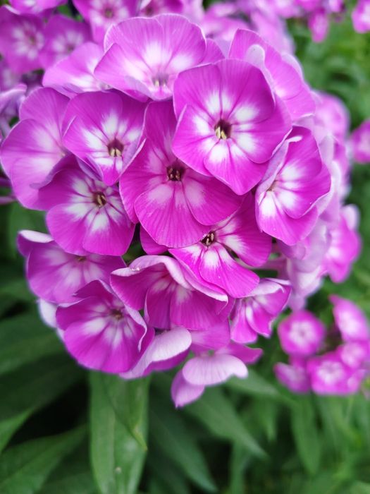 Продам флоксы кустами