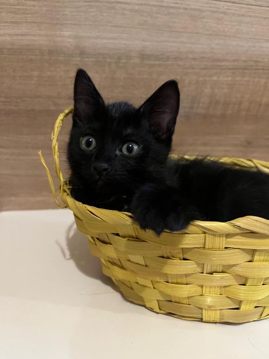 Отдам котенка в добрые руки