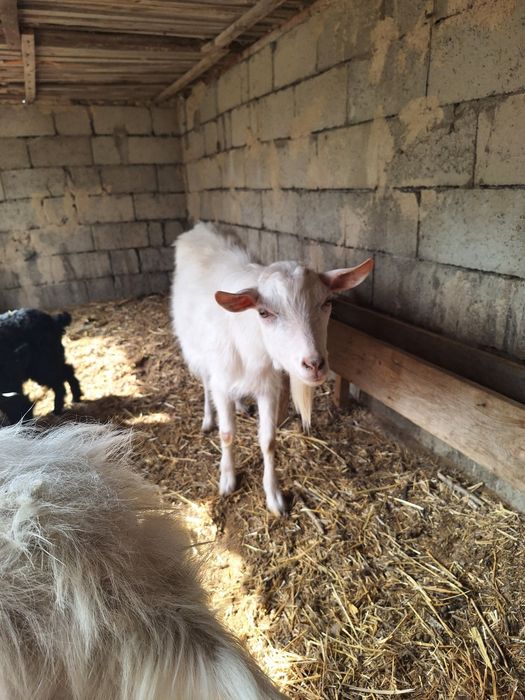 Заанен текесі сатылады