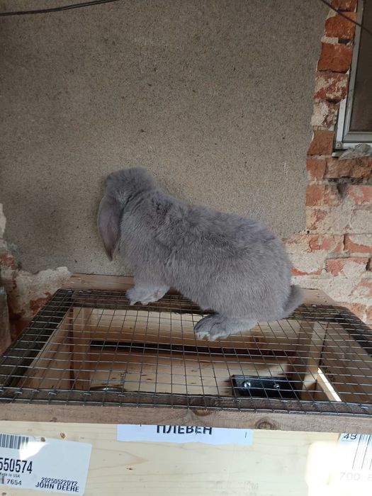 Зайци за разплод