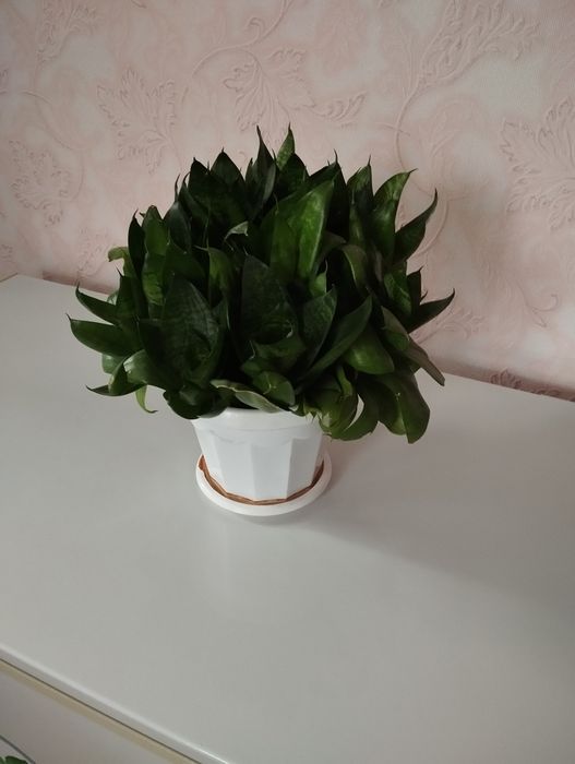 Продам Растение в горшке