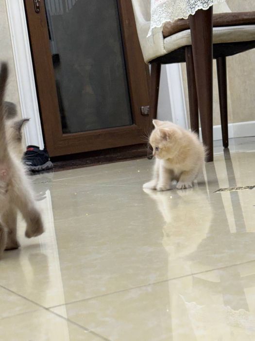 Продаются котята порода скотишш страйт