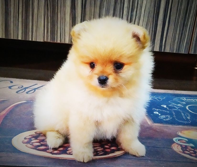 Щенки померанского шпица