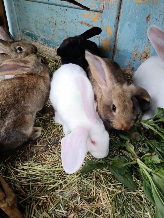 Продам крольчат-великанов 2,5 мес
