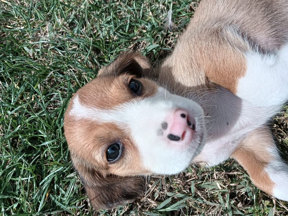 Catelusa rasa beagle
