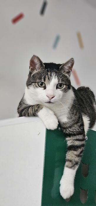 Cazare animale de companie - Pet hotel pisici