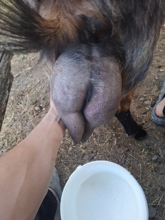 Vând doua capre și o iedita