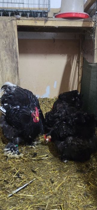 Vand pasari cochinchina urias