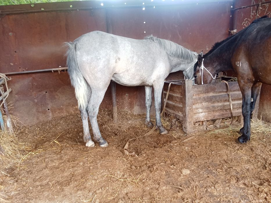 Байтал мен донен сатылады