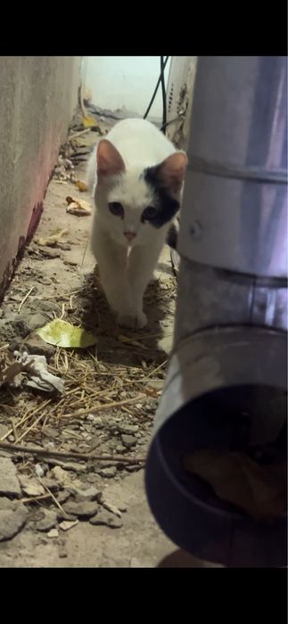 Ищем домик для котенка