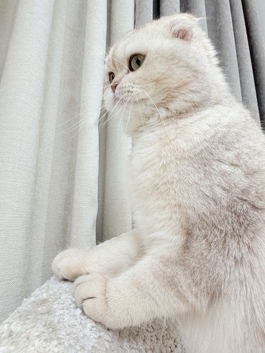 Кошка скотиш фолд