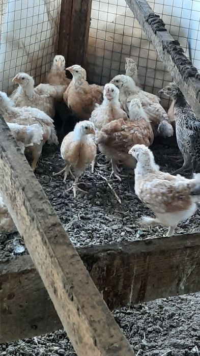 Балапандар сатылады