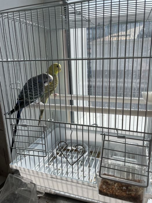 Волнистые попугай пара беспалтно