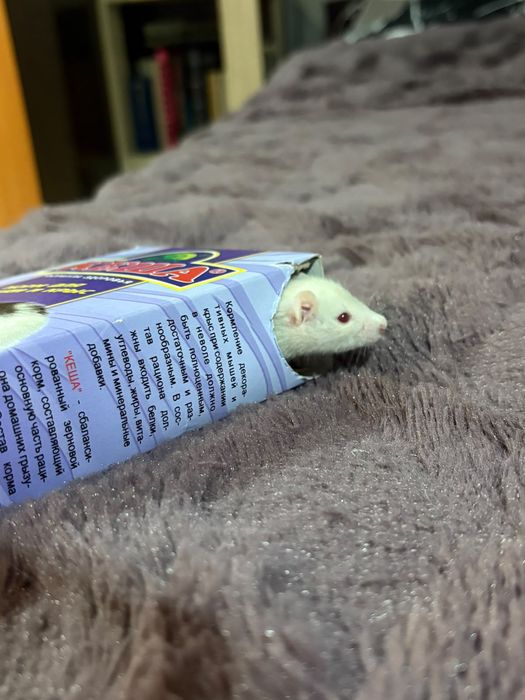 Продам маленьких крысят