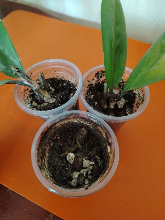 Продам комнатный цвет