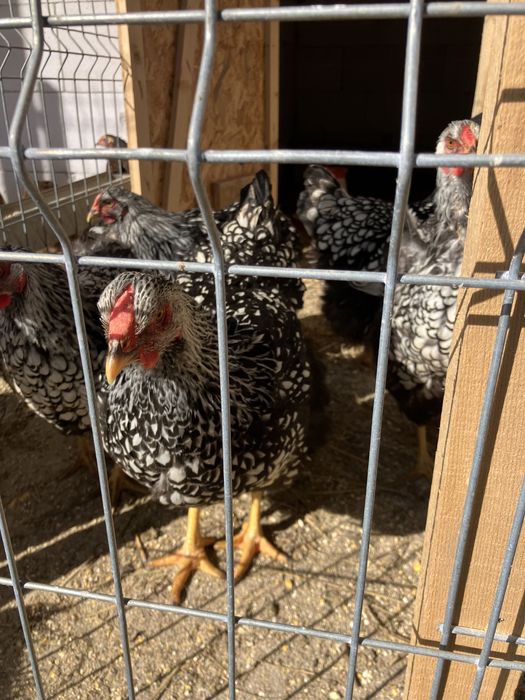 Wyandotte argiuntiu oua de incubat