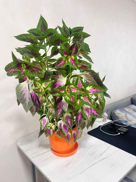 Продам деток колеуса. Цена на фото