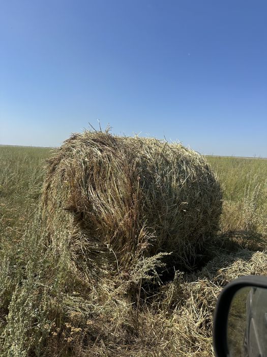 Продам суданку в рулонах