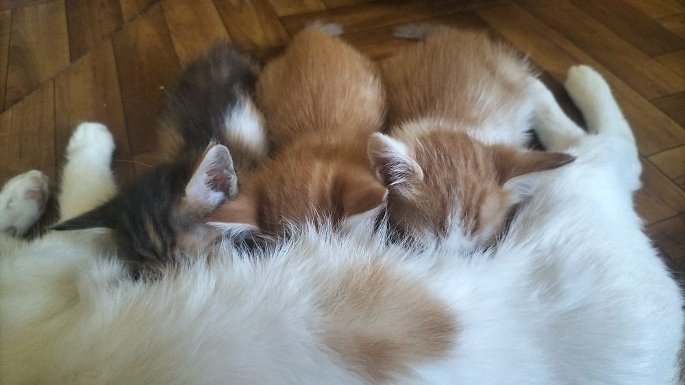 Отдам даром котят